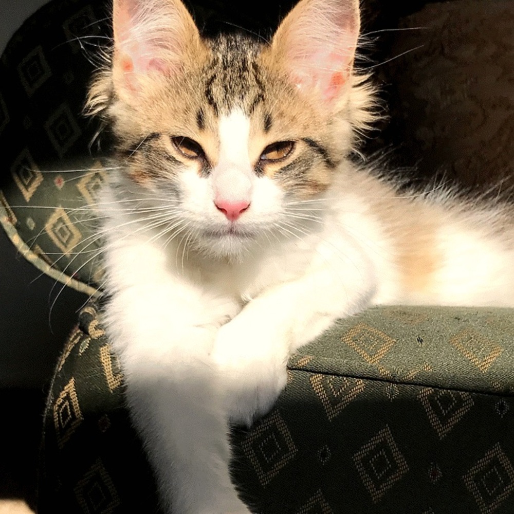 Meet your Posher, Leticia